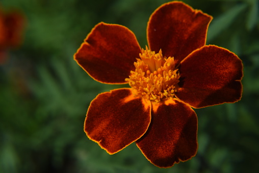A top view of a  beautiful wallflower (Erysimum) on a blurry background