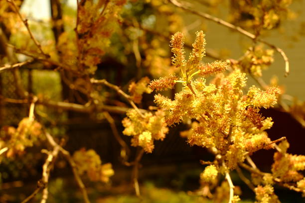 A selective focus shot of a bunch of tree flowers with sunrays