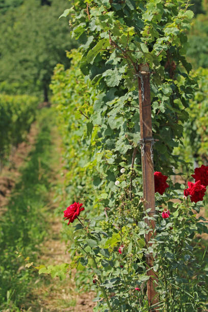 istock Vine leaves and grapes Vineyard 1463025178