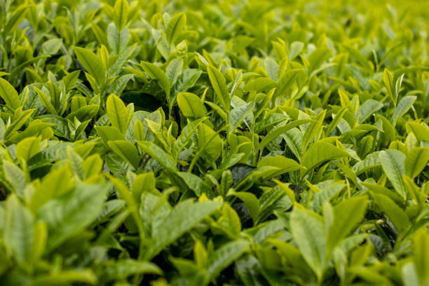 istock Growing Green Tea Leaves Background 1463025456