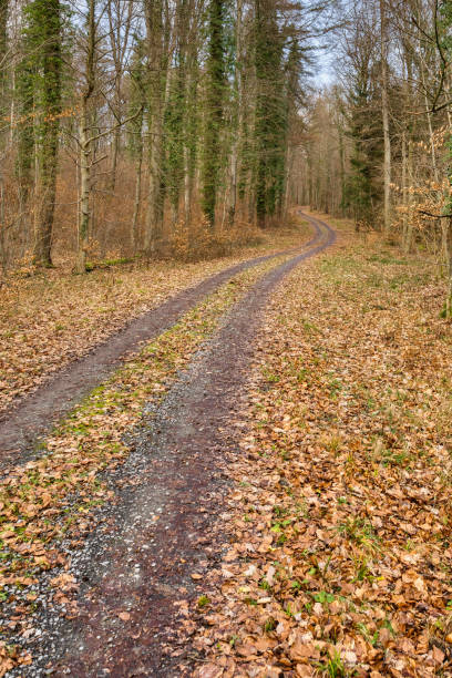istock Forest road in the beech forest in winter in Germany 1463028252