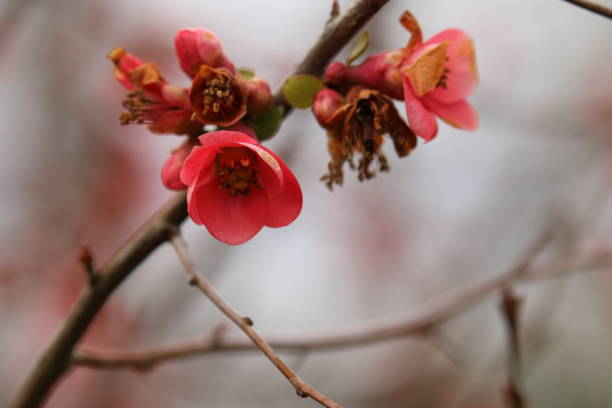 Flowering ornamental quince Chaenomeles red flower