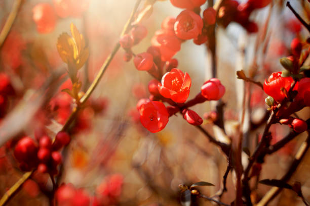 Beautiful crabapple blossoms. Shallow depth of field. Shot with a Canon 5D Mark IV.