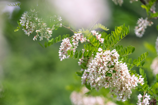 Prunus laurocerasus in bloom