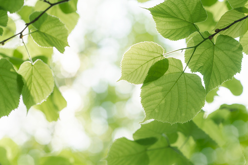 Nature background with green young foliage.