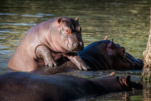 Hippopotamus with mouth wide open among a large group of hippos in the serengeti hippos pool – Tanzania