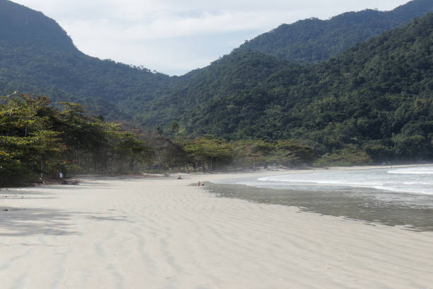 istock Brazilian beach near the wild atlantic forest 1463048839