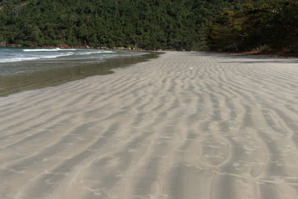istock Brazilian beach near the wild atlantic forest 1463048869