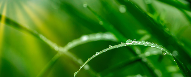 Juicy lush green grass on meadow with drops of water dew in morning light in spring summer outdoors close-up macro, panorama. Beautiful artistic image of purity and freshness of nature, copy space. Fresh air on a humid morning after rain.