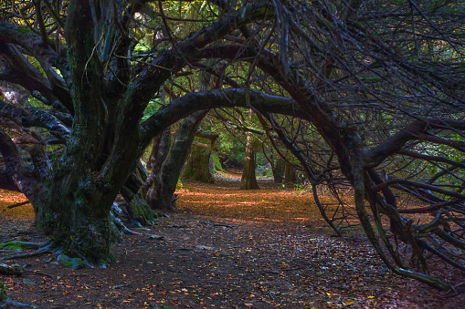 Ancient Yew trees forming a dark tunnel in a woodland environment