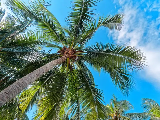 Low Angle View of Coconut Tree Against Blue Sky