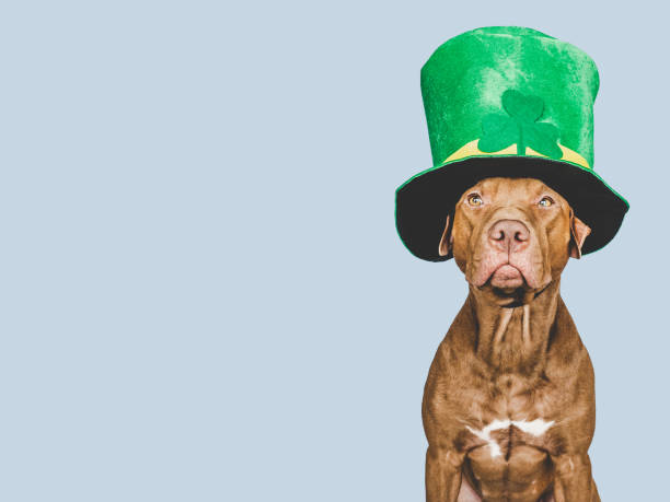 istock Puppy and a bright green leprechaun hat 1463054008