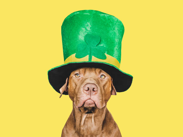 istock Puppy and a bright green leprechaun hat 1463054287