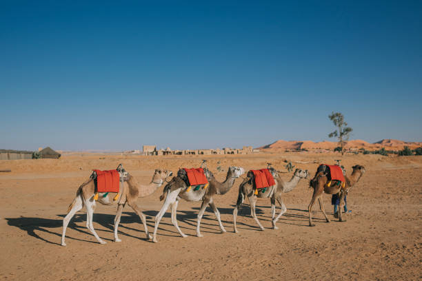 caravana de camellos que atraviesa el desierto del sahara en marruecos al atardecer - journey camel travel desert fotografías e imágenes de stock