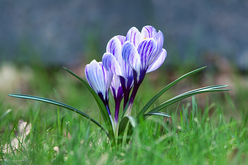 Bright purple flowers of crocuses, on a background of green grass. Abstract natural background.