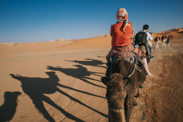 istock Camel caravan going through the Sahara desert in Morocco at sunset 1463054718