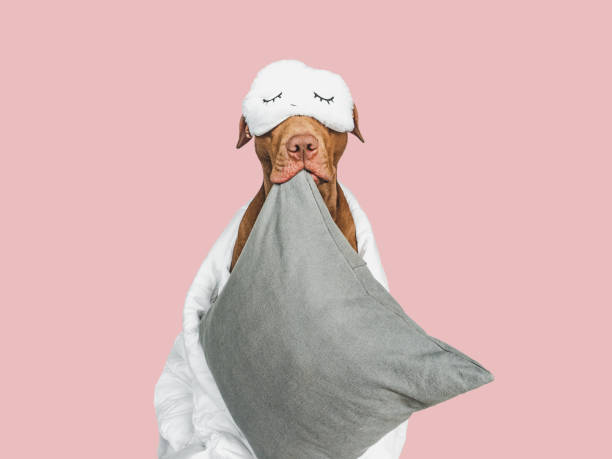 istock Lovable, pretty puppy, pillow and sleep mask 1463054719