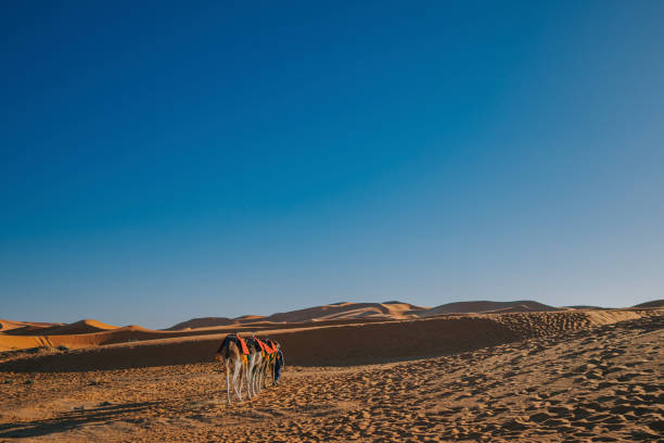 istock Camel caravan going through the North Sahara desert in Morocco at sunset 1463054720