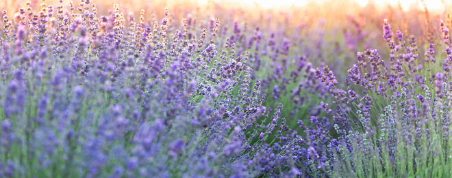 Lavender flowers, abstract natural background. selective focus.