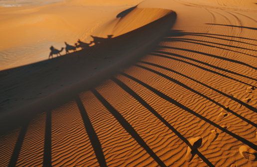 shadow of asian tourists on train of camels crossing Sahara Desert Morocco led by tour guide herdsman during sunset