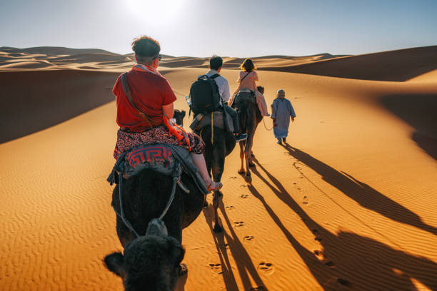 asiatische chinesische touristen reiten auf einem dromedarzug, der die sahara durchquert marokko von einem reiseleiter hirten während des sonnenuntergangs geführt - journey camel travel desert stock-fotos und bilder