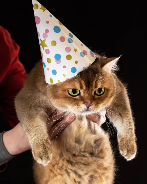 Photo of Close up portrait of angry or upset british cat wearing birthday cap on black background.