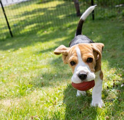Close up of cute beagle puppy running on grass biting his red ball, looking at camera. In garden.\n\nBlurred motion.