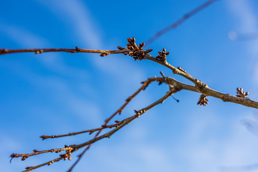 Macro view of cherry branches against blue sky on frosty winter day. Beautiful winter landscape. Sweden.