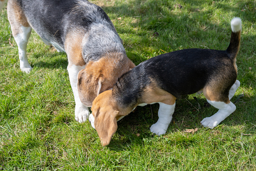 Beagle dogs, one is a puppy, playing in garden