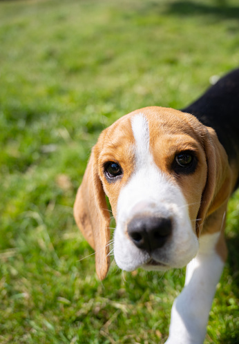 Cute beagle breed puppy with a red leash and collar sitting in the grass looking up at his owner while the rest of the dog obedience class sits in the background in a line.