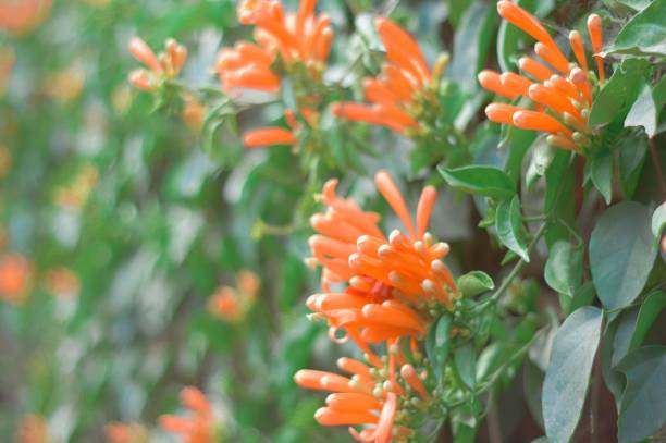 istock Red flower buds in a garden by roadside with copy space. Selective Focus. 1463061499