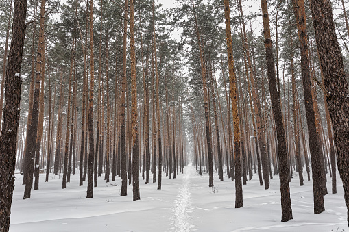 Winter coniferous forest. Snow-covered undergrowth and yellow tree trunks. A path through thickets.