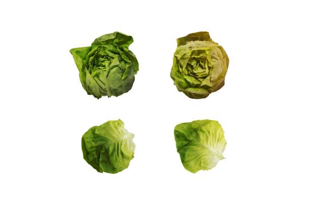 istock Lettuce heads and leaves isolated 1463062932