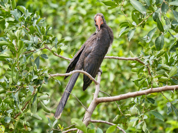 istock A Crowned Hornbill (Lophoceros alboterminatus) sitting in a tree in Lake Mburo National Park 1463063143