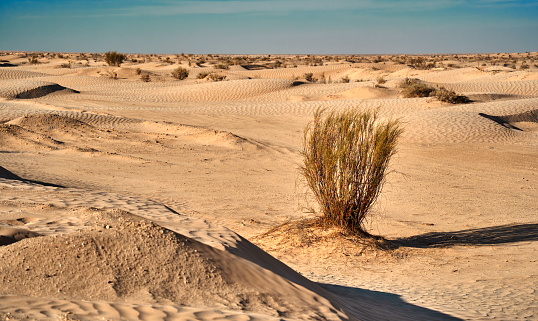 Lone poor dry shrub in the sandy desert of southern Tunisia