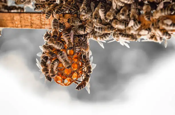 Photo of Worker bees work in a hive. Close-up selective focus.