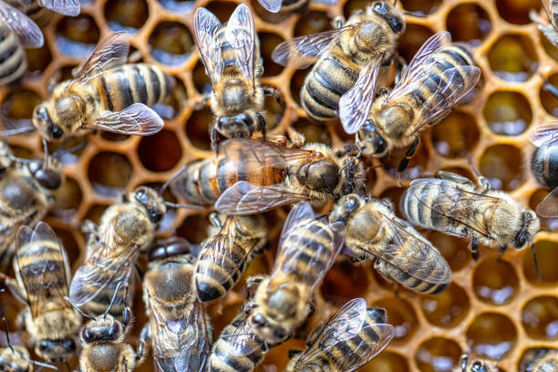 istock Worker bees around the queen, on the surface of the comb. Soft focus. 1463063442