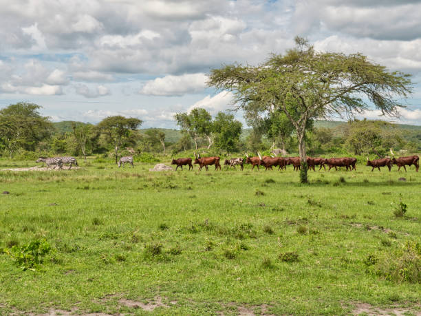 istock Ankole cows and zebras in Lake Mburo National Park 1463063458