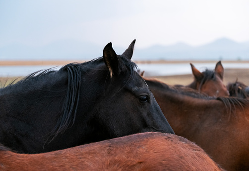 Black horse on land. Kayseri/Turkey. Taken via medium format camera.