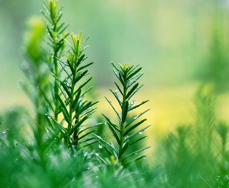 Young green berries of berry yew. Natural background. Dew drops fall on leaves. Fresh summer morning in the park. Selective focus.