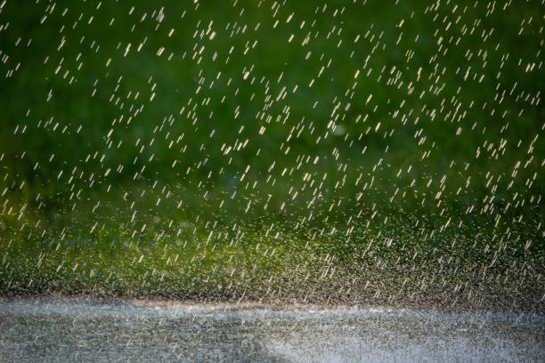 Raindrops fall on the green grass in the park. Warm rain on a beautiful summer day.