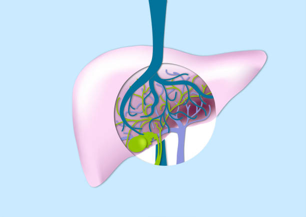 Anatomy of the human liver Organ of the digestive system and the metabolic system animal liver stock illustrations
