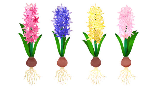 Colorful hyacinths lined up Illustration on white background in watercolor style hyacinth stock illustrations