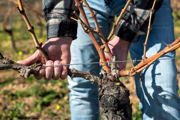 istock Farmer pruning the vine in winter. Agriculture. 1463066887