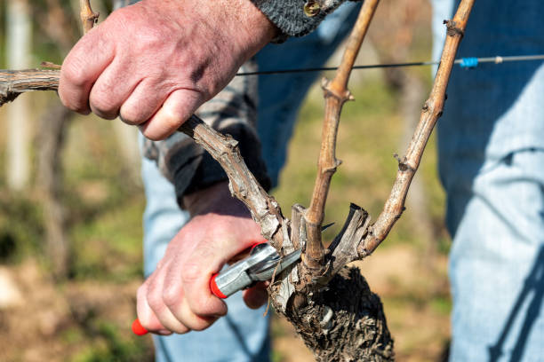 istock Farmer pruning the vine in winter. Agriculture. 1463066932