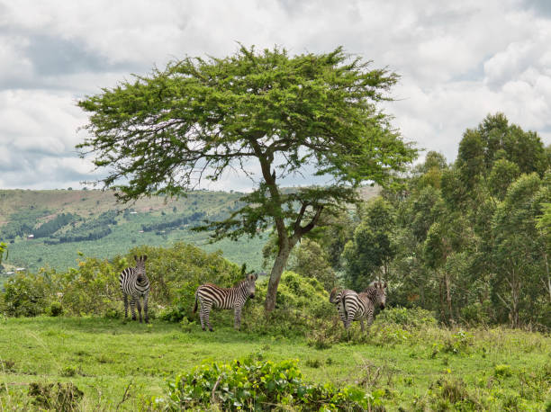 istock Zebras in Lake Mburo National Park 1463067331