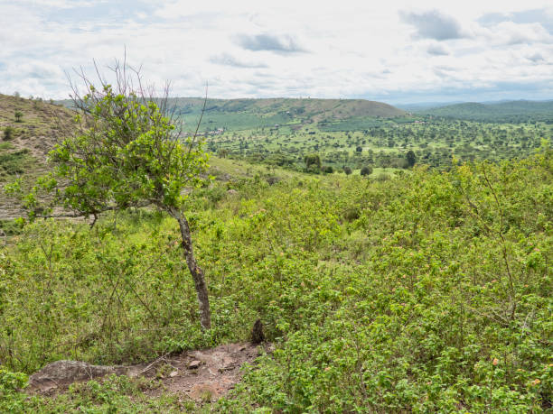 istock A beautiful view over Lake Mburo National Park 1463069035