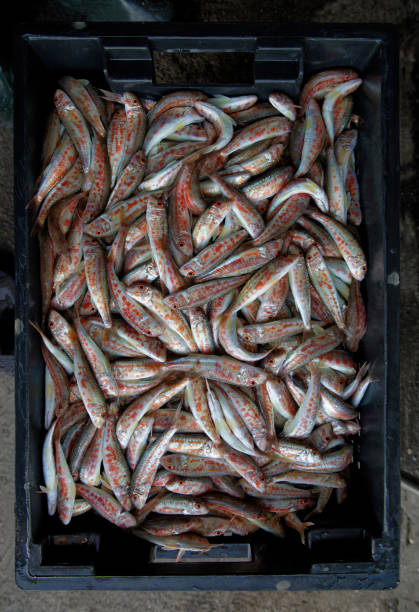 istock Freshly caught red mullet in a black box. Vertical, close-up. 1463070261