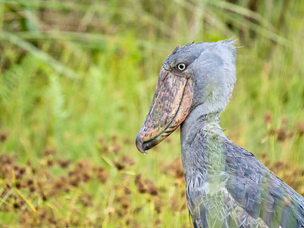 istock A Shoe-billed stork (Shoebill) in Mabamba Swamp (Lake Victoria). 1463070520