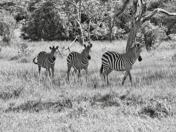 istock Zebras in Lake Mburo National Park 1463070851